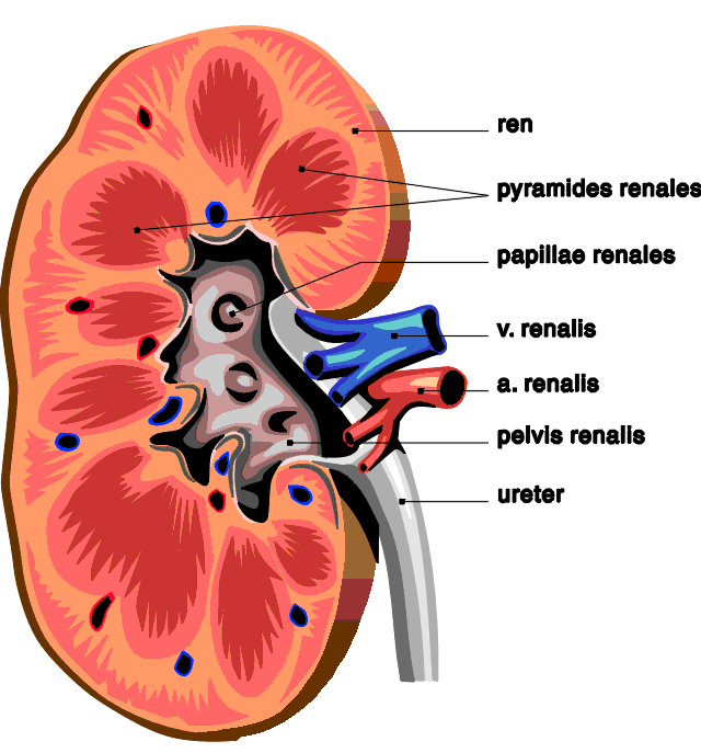 kidney2.