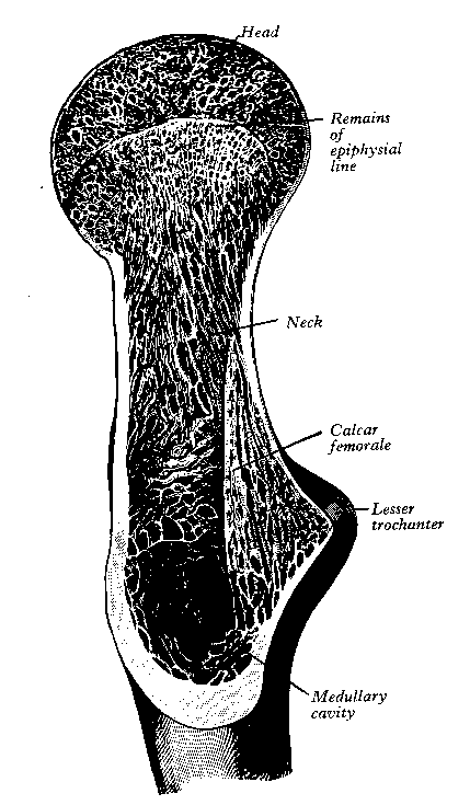 femur1